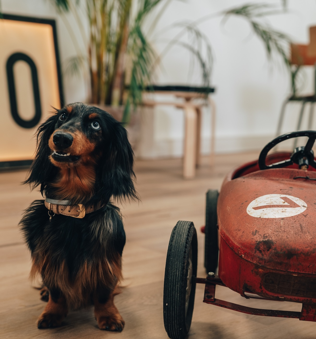 voltaire teckel mascotte de l'auto-écoles la navette